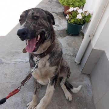 Hotel para Cães