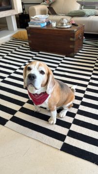 Hotel para Cães
