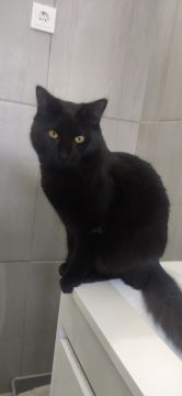 Hotel para Gatos
