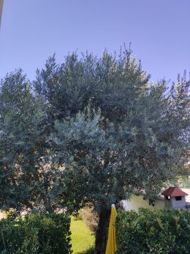 Jardinagem