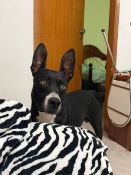 Hotel para Cães