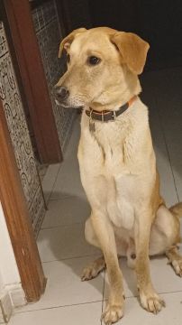 Pension pour chiens