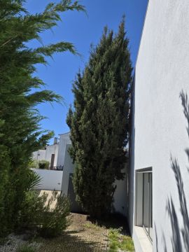 Tree Trimming and Maintenance