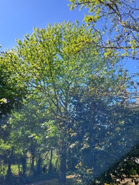 Poda e Manutenção de Árvores - Jardinagem e Relvados