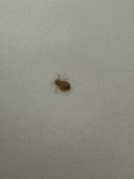 Bed Bug Exterminator