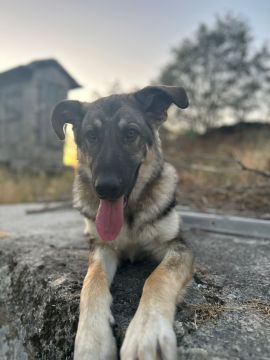 Hotel para Cães
