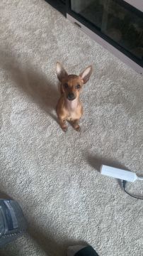 Creche para Cães