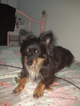 Hotel para Cães