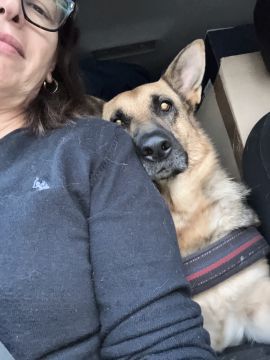 Pension pour chiens