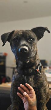 Creche para Cães