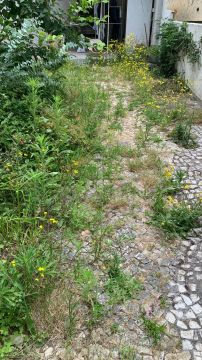 Lawncare