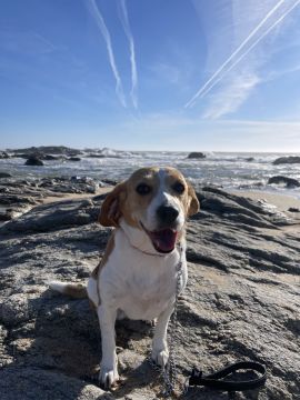 Hotel para Cães