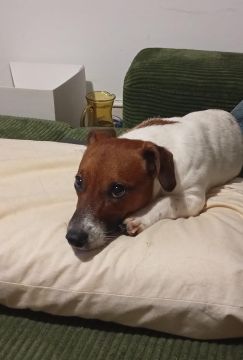 Hotel para Cães