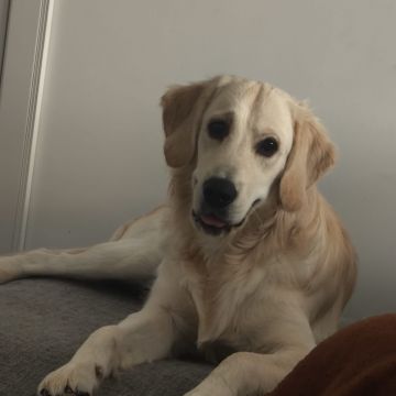 Hotel para Cães
