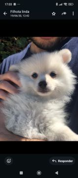 Hotel para Cães