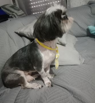 Hotel para Cães