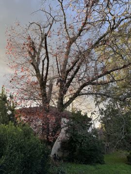 Tree Trimmer