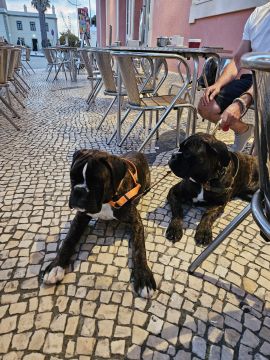 Hotel para Cães