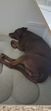 Hotel para Cães