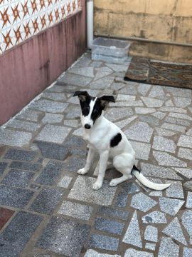 Hotel e Creche para Animais