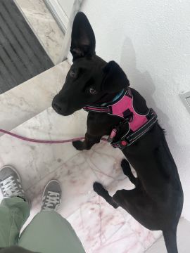 Hotel para Cães