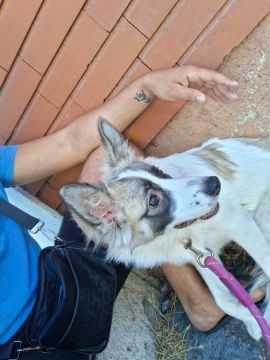 Hundepension