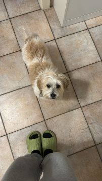 Hotel para Cães