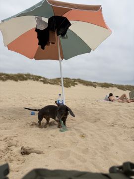 Hotel para Cães