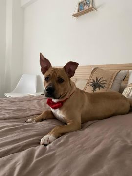 Dog Hotel