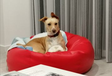 Hotel para Cães