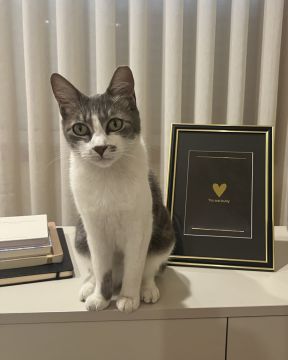 Hotel para Gatos