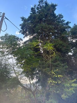 Tree Trimmer