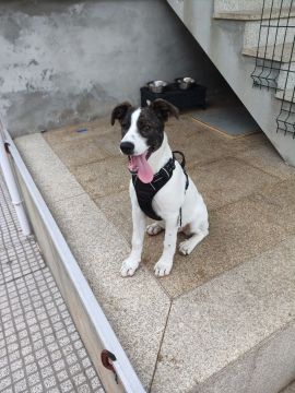 Hotel para Cães