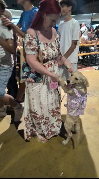 Hospedaje de perros