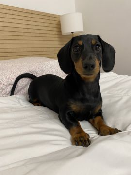 Dog Hotel