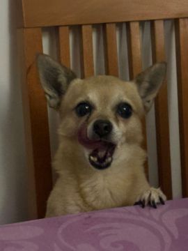 Hotel para Cães