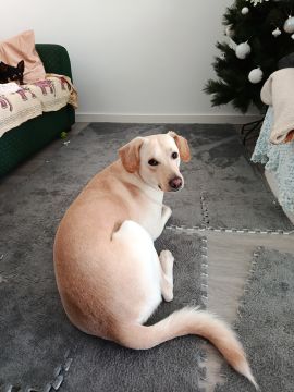 Hotel para Cães