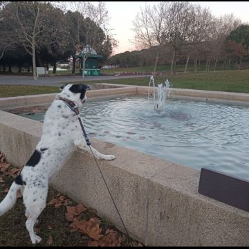 Xana Gonzalez - Almada - Dog Sitting