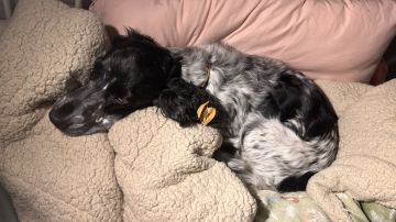Hotel para Cães