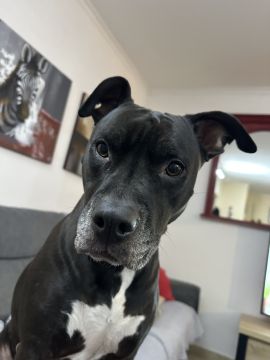 Hotel para Cães - Animais