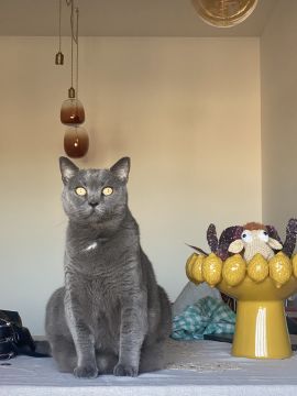 Hotel para Gatos