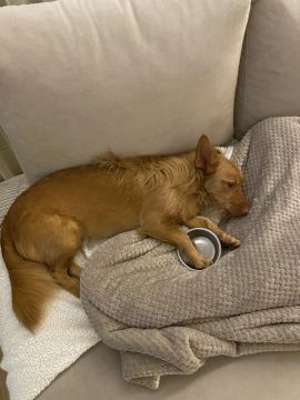 Hotel para Cães