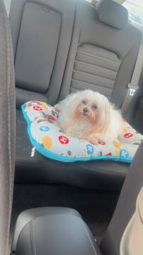 Hotel para Cães