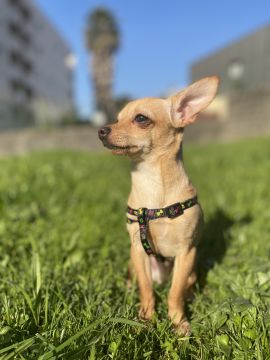 Hundepension