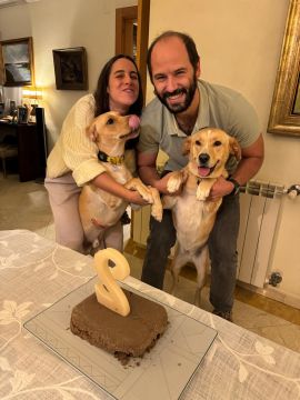 Creche para Cães