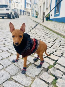 Creche para Cães