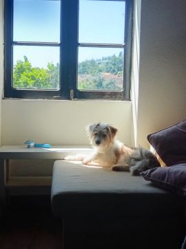 Dog Hotel