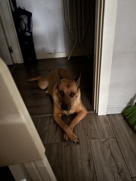 Hotel para Cães - Animais