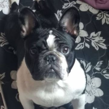 Hotel para Cães