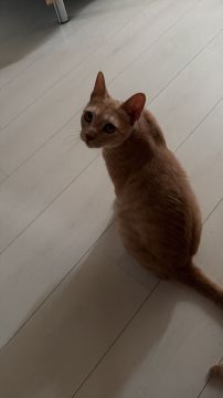 Hotel para Gatos